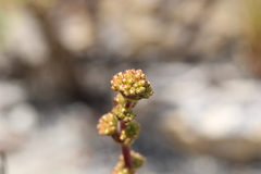 Crassula nudicaulis