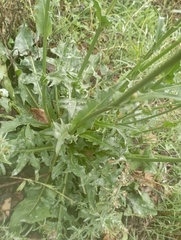 Hypochaeris chillensis
