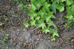 Hedera helix