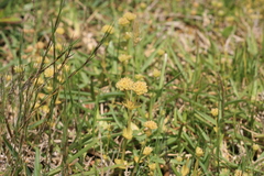Sebaea minutiflora