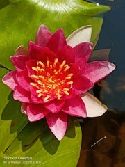 Nymphaea rubra