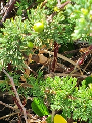 Asparagus rubicundus