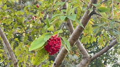 Photinia davidiana