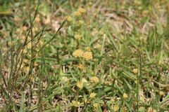 Sebaea minutiflora