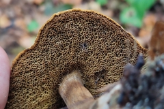 Xerocomellus chrysenteron