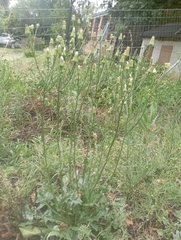 Hypochaeris chillensis