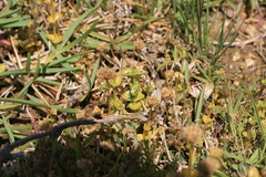 Sebaea minutiflora