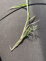 Eragrostis minor