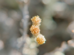 Helichrysum