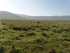 Kobus ellipsiprymnus defassa