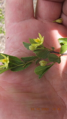Grewia vernicosa