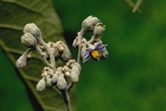 Solanum granulosoleprosum