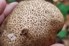 Xerocomellus chrysenteron