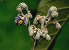 Solanum granulosoleprosum