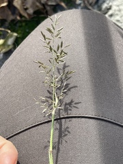 Eragrostis minor