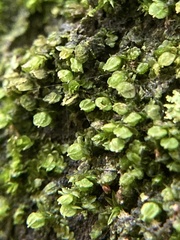 Marchantiophyta