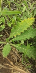 Cirsium vulgare