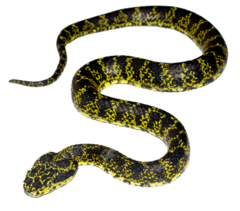 Bothriechis schlegelii