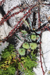 Euphorbia tuberosa