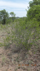 Grewia vernicosa