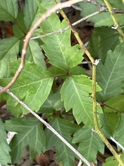 Toxicodendron pubescens