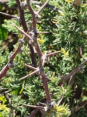 Asparagus rubicundus