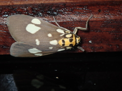 Cyme septemmaculata