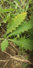 Cirsium vulgare