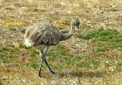 Rhea pennata