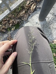 Eragrostis minor