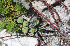Euphorbia tuberosa