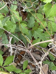 Toxicodendron pubescens