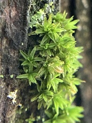 Orthotrichum
