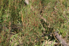 Elegia microcarpa