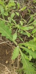 Cirsium vulgare