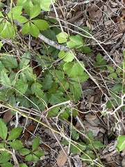 Toxicodendron pubescens