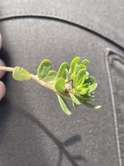 Portulaca oleracea