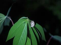 Platypleura kaempferi