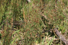 Elegia microcarpa