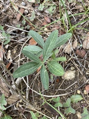 Ditaxis humilis