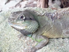 Physignathus cocincinus