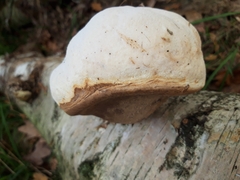 Fomitopsis betulina