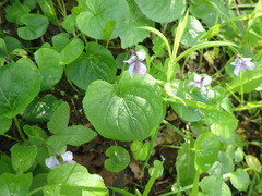 Viola epipsila