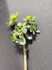 Portulaca oleracea