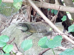 Physignathus cocincinus