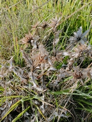 Berkheya onopordifolia