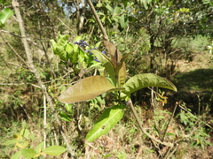 Petrea volubilis