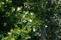 Carissa macrocarpa