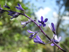 Petrea volubilis