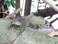 Physignathus cocincinus